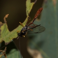 Dusona sp. (genus) at The Pinnacle - 28 Feb 2024