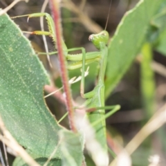 Pseudomantis albofimbriata at The Pinnacle - 28 Feb 2024 10:54 AM