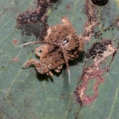 Fulgoroidea (superfamily) (Unidentified fulgoroid planthopper) at Hawker, ACT - 28 Feb 2024 by AlisonMilton