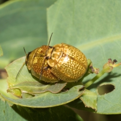 Paropsisterna cloelia (Eucalyptus variegated beetle) at Hawker, ACT - 28 Feb 2024 by AlisonMilton