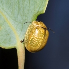 Paropsisterna cloelia at The Pinnacle - 28 Feb 2024