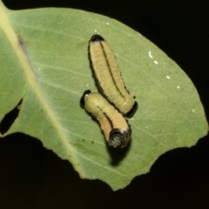 Paropsisterna cloelia at The Pinnacle - 28 Feb 2024