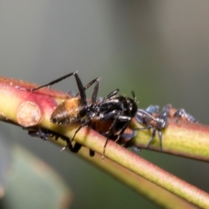 Camponotus aeneopilosus at The Pinnacle - 28 Feb 2024