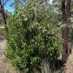 Arbutus unedo at Aranda, ACT - 3 Mar 2024