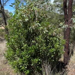 Arbutus unedo at Aranda, ACT - 3 Mar 2024