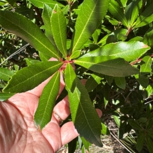 Arbutus unedo at Aranda, ACT - 3 Mar 2024