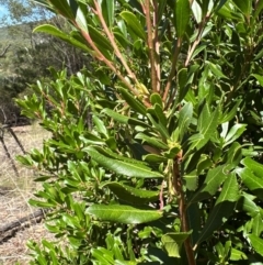 Arbutus unedo at Aranda, ACT - 3 Mar 2024