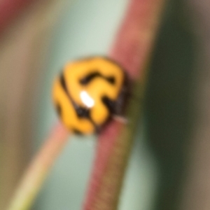 Coccinella transversalis at The Pinnacle - 28 Feb 2024