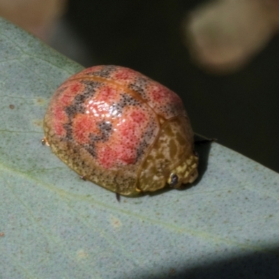 Paropsis obsoleta (Leaf beetle) at Hawker, ACT - 28 Feb 2024 by AlisonMilton