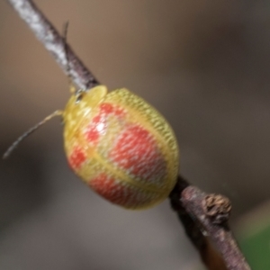 Paropsisterna fastidiosa at The Pinnacle - 28 Feb 2024