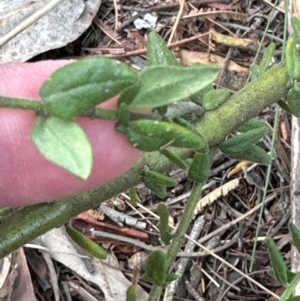 Prostanthera sp. at Aranda, ACT - 3 Mar 2024