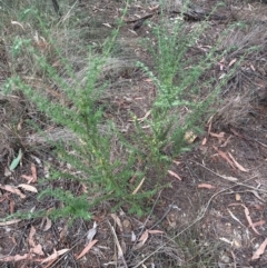 Prostanthera sp. at Aranda, ACT - 3 Mar 2024