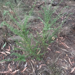 Prostanthera sp. at Aranda, ACT - 3 Mar 2024