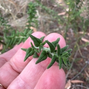 Prostanthera sp. at Aranda, ACT - 3 Mar 2024