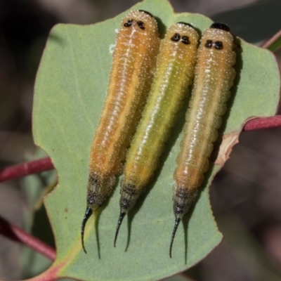 Lophyrotoma interrupta (Cattle Poisoning Sawfly) at The Pinnacle - 28 Feb 2024 by AlisonMilton