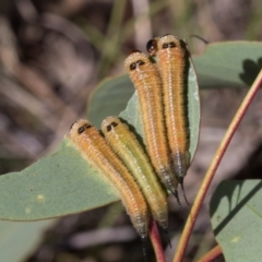 Lophyrotoma interrupta at The Pinnacle - 28 Feb 2024