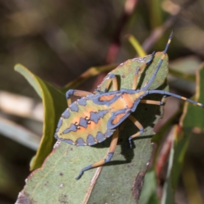 Amorbus alternatus (Eucalyptus Tip Bug) at Hawker, ACT - 28 Feb 2024 by AlisonMilton