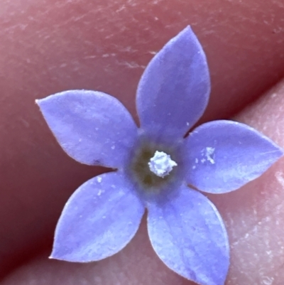 Wahlenbergia gracilis (Australian Bluebell) at Aranda, ACT - 3 Mar 2024 by lbradley