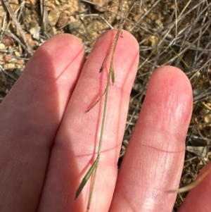 Wahlenbergia gracilis at Aranda, ACT - 3 Mar 2024