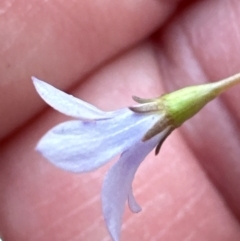 Wahlenbergia gracilis at Aranda, ACT - 3 Mar 2024 02:01 PM