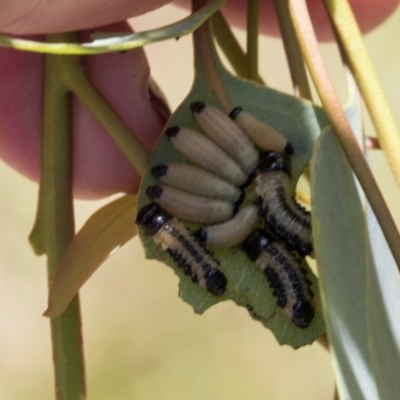 Paropsis atomaria (Eucalyptus leaf beetle) at Hawker, ACT - 28 Feb 2024 by AlisonMilton