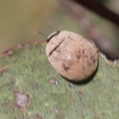 Trachymela sp. (genus) at The Pinnacle - 28 Feb 2024