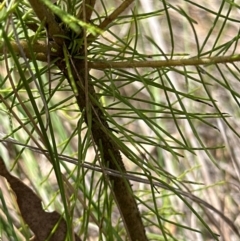 Pinus radiata (Monterey or Radiata Pine) at Aranda, ACT - 3 Mar 2024 by lbradley