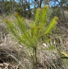 Pinus radiata at Aranda, ACT - 3 Mar 2024