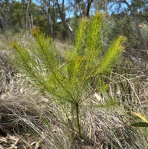 Pinus radiata at Aranda, ACT - 3 Mar 2024