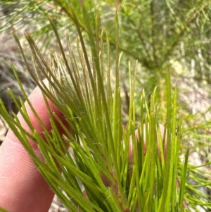 Pinus radiata at Aranda, ACT - 3 Mar 2024 02:07 PM