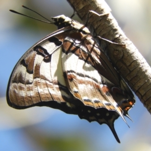 Charaxes sempronius at Murrumbateman, NSW - 3 Mar 2024 11:57 AM