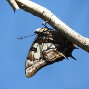 Charaxes sempronius at Murrumbateman, NSW - 3 Mar 2024 11:57 AM