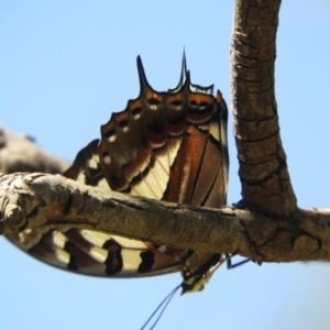 Charaxes sempronius at Murrumbateman, NSW - 3 Mar 2024 11:57 AM