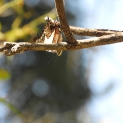 Charaxes sempronius at Murrumbateman, NSW - 3 Mar 2024