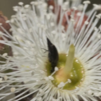 Mordella sp. (genus) (Pintail or tumbling flower beetle) at The Pinnacle - 28 Feb 2024 by AlisonMilton