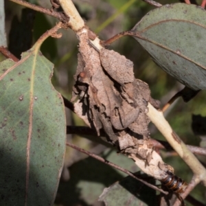 Hyalarcta huebneri at The Pinnacle - 28 Feb 2024 12:42 PM