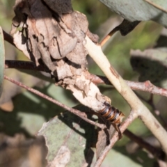 Hyalarcta huebneri at The Pinnacle - 28 Feb 2024