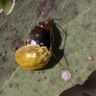 Paropsisterna cloelia (Eucalyptus variegated beetle) at The Pinnacle - 28 Feb 2024 by AlisonMilton