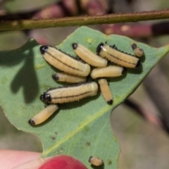 Paropsisterna cloelia at The Pinnacle - 28 Feb 2024 12:50 PM