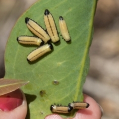 Paropsisterna cloelia at The Pinnacle - 28 Feb 2024 12:50 PM