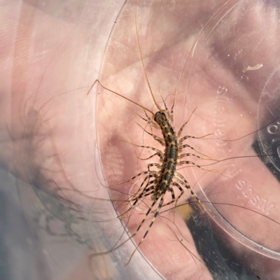 Scutigeridae (family) (A scutigerid centipede) at Wandiyali-Environa Conservation Area - 3 Mar 2024 by Wandiyali