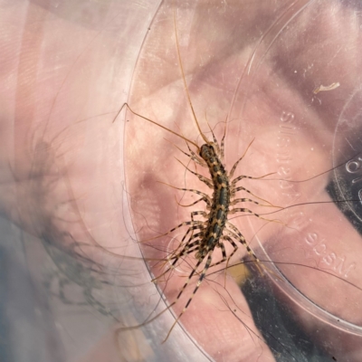 Scutigeridae (family) (A scutigerid centipede) at Googong, NSW - 2 Mar 2024 by Wandiyali