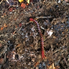 Cormocephalus aurantiipes (Orange-legged Centipede) at QPRC LGA - 24 May 2015 by Wandiyali