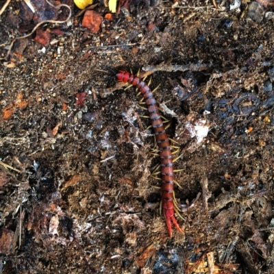 Cormocephalus aurantiipes (Orange-legged Centipede) at QPRC LGA - 24 May 2015 by Wandiyali