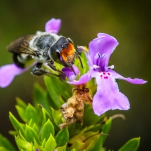 Megachile erythropyga at Ainslie, ACT - suppressed