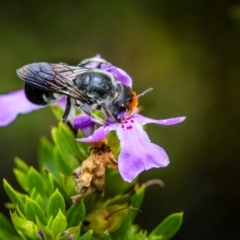 Megachile erythropyga at Ainslie, ACT - 27 Feb 2024