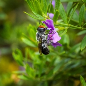 Megachile erythropyga at Ainslie, ACT - suppressed