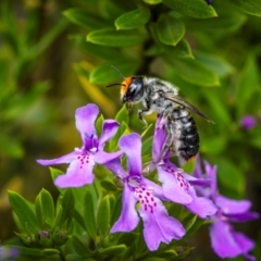 Megachile erythropyga at Ainslie, ACT - suppressed