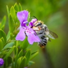 Megachile (Eutricharaea) maculariformis (Gold-tipped leafcutter bee) at Ainslie, ACT - 27 Feb 2024 by trevsci