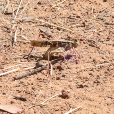 Gastrimargus musicus (Yellow-winged Locust or Grasshopper) at The Pinnacle - 28 Feb 2024 by AlisonMilton